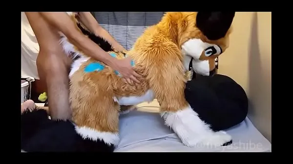 Große FreyaShibe - Hundespaßwarme Videos
